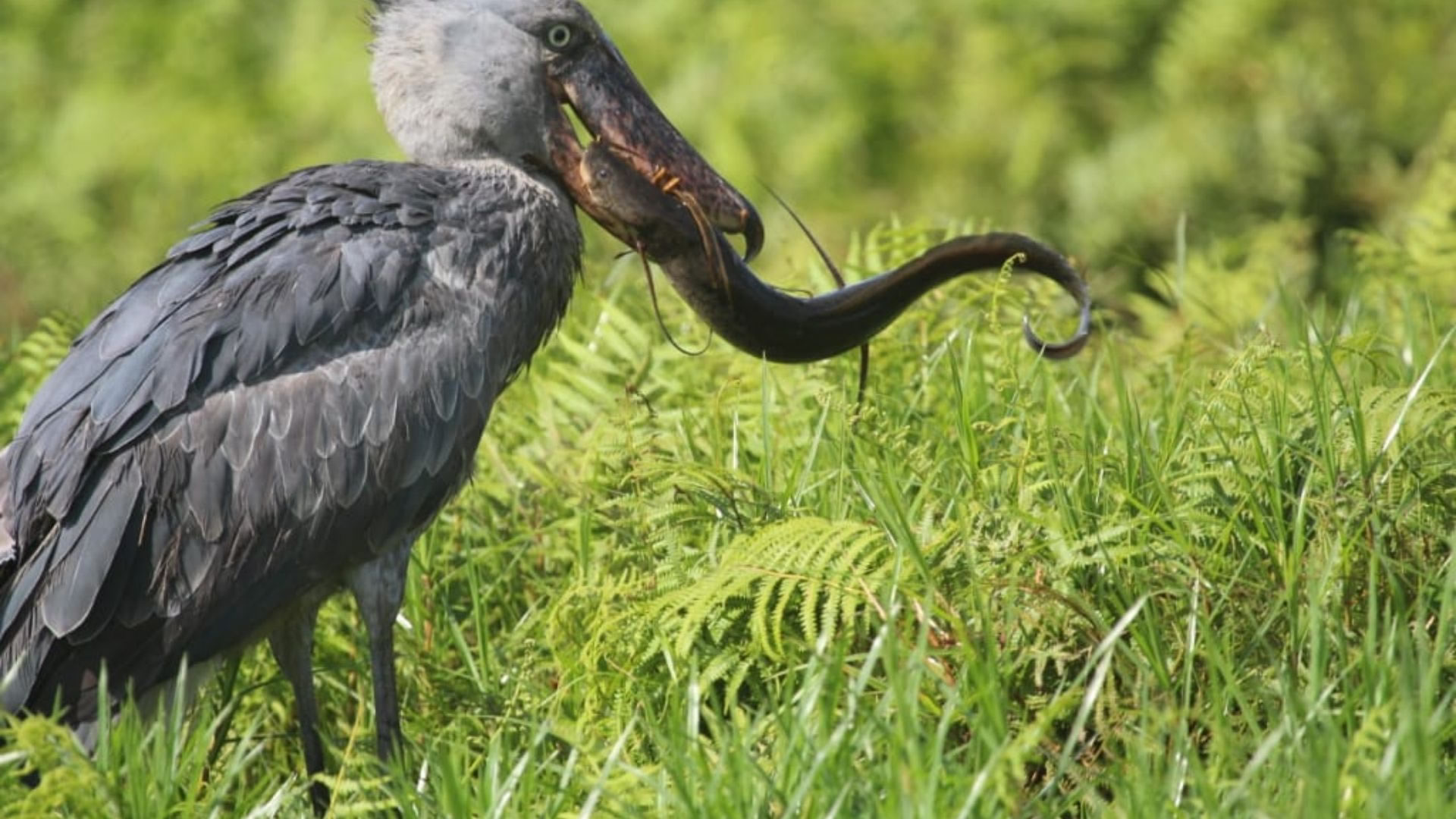Semuliki National Park