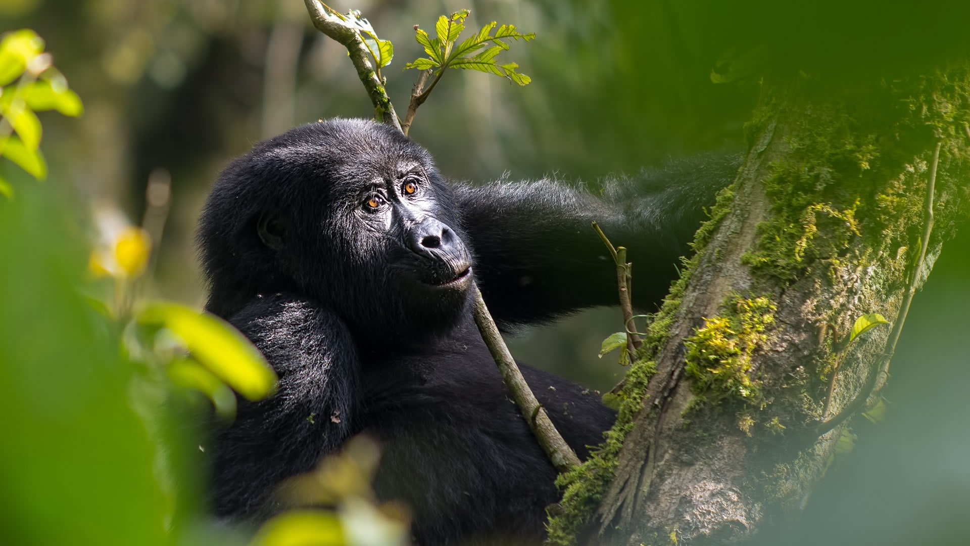 10 Days Kenya Uganda Luxury Safari with Gorilla Trek