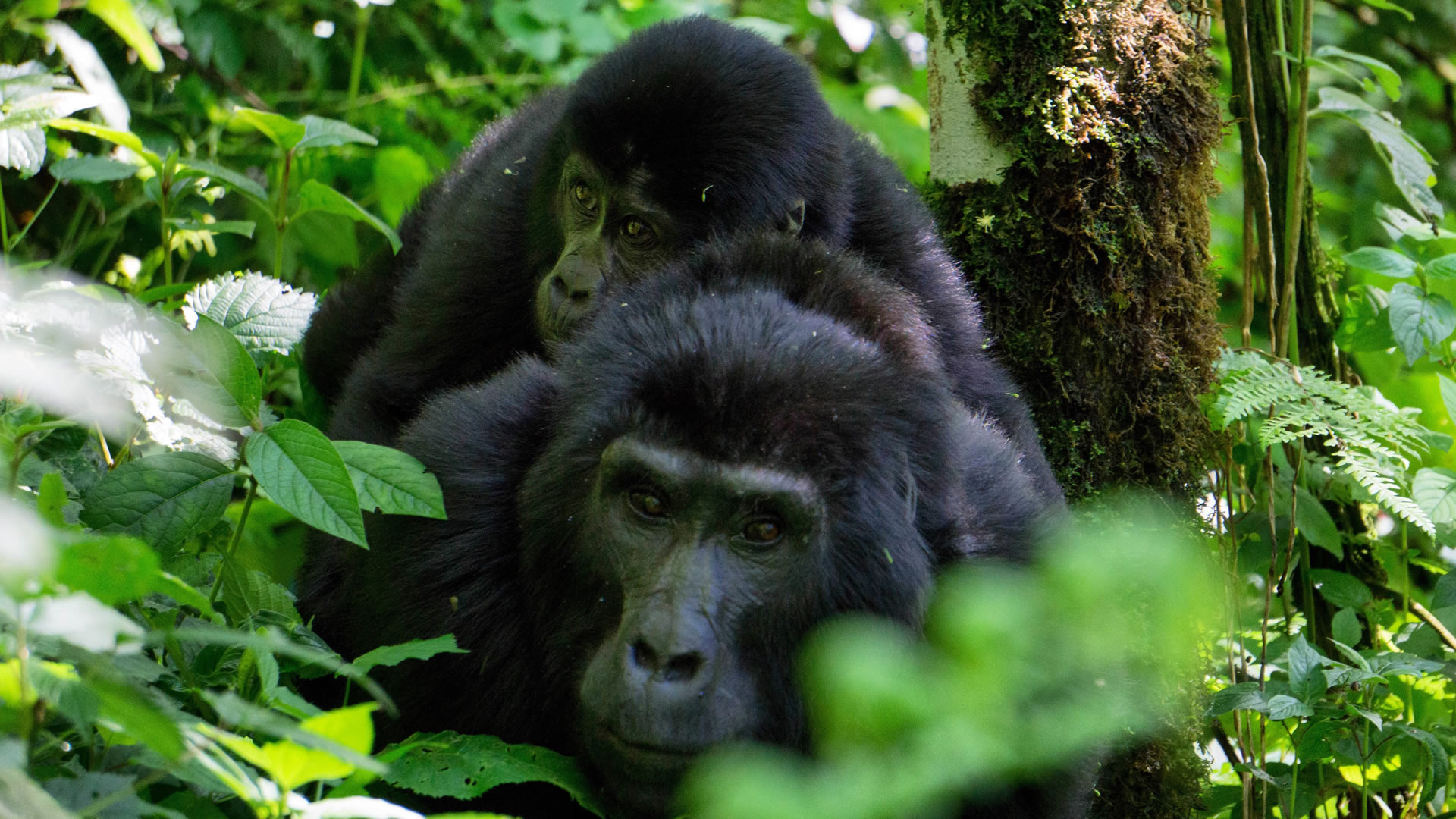 4 Days Bwindi Lodge Luxury Fly-In Package