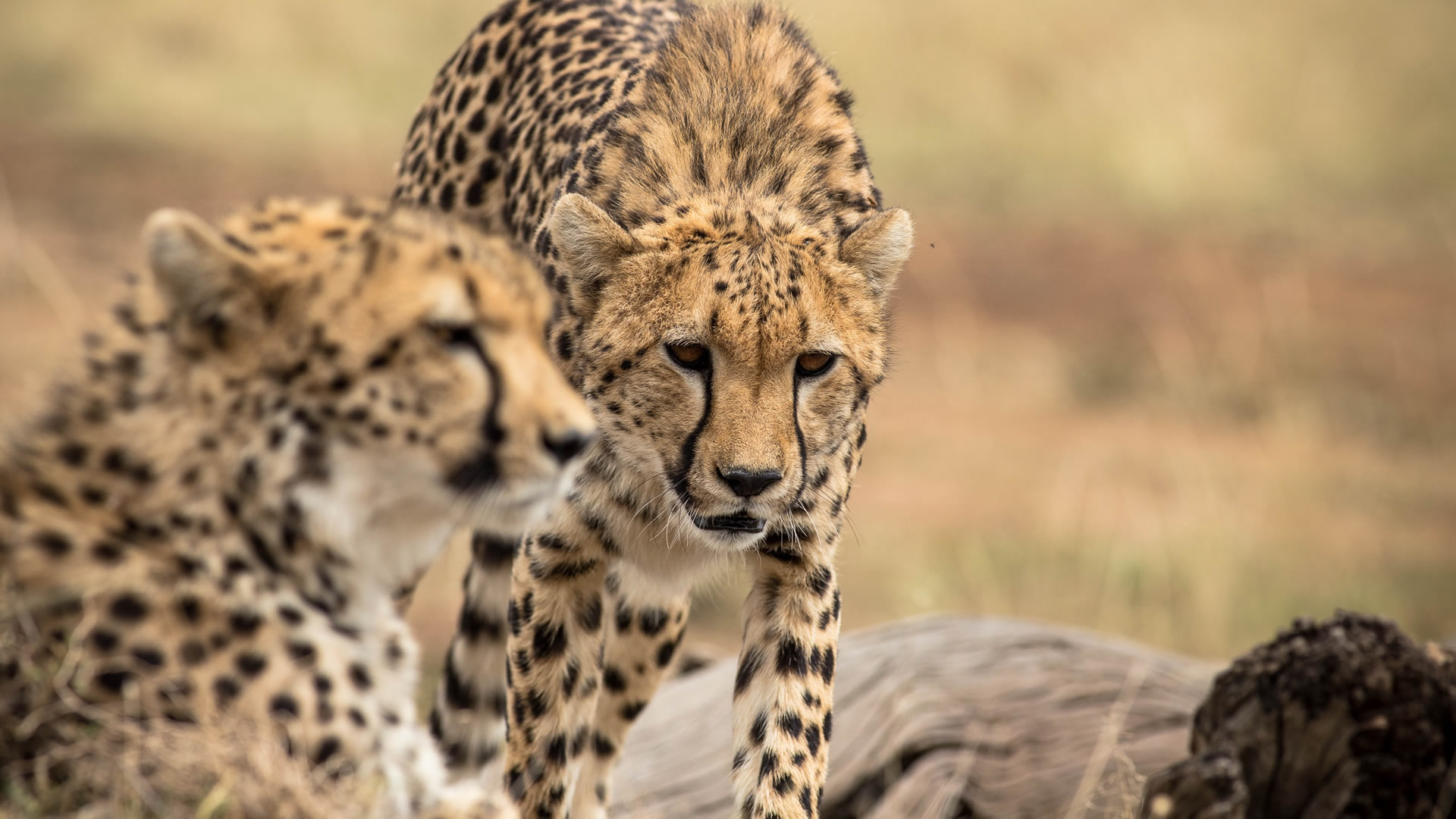 4 Days Luxury Lake Nakuru & Mara Road Safari 