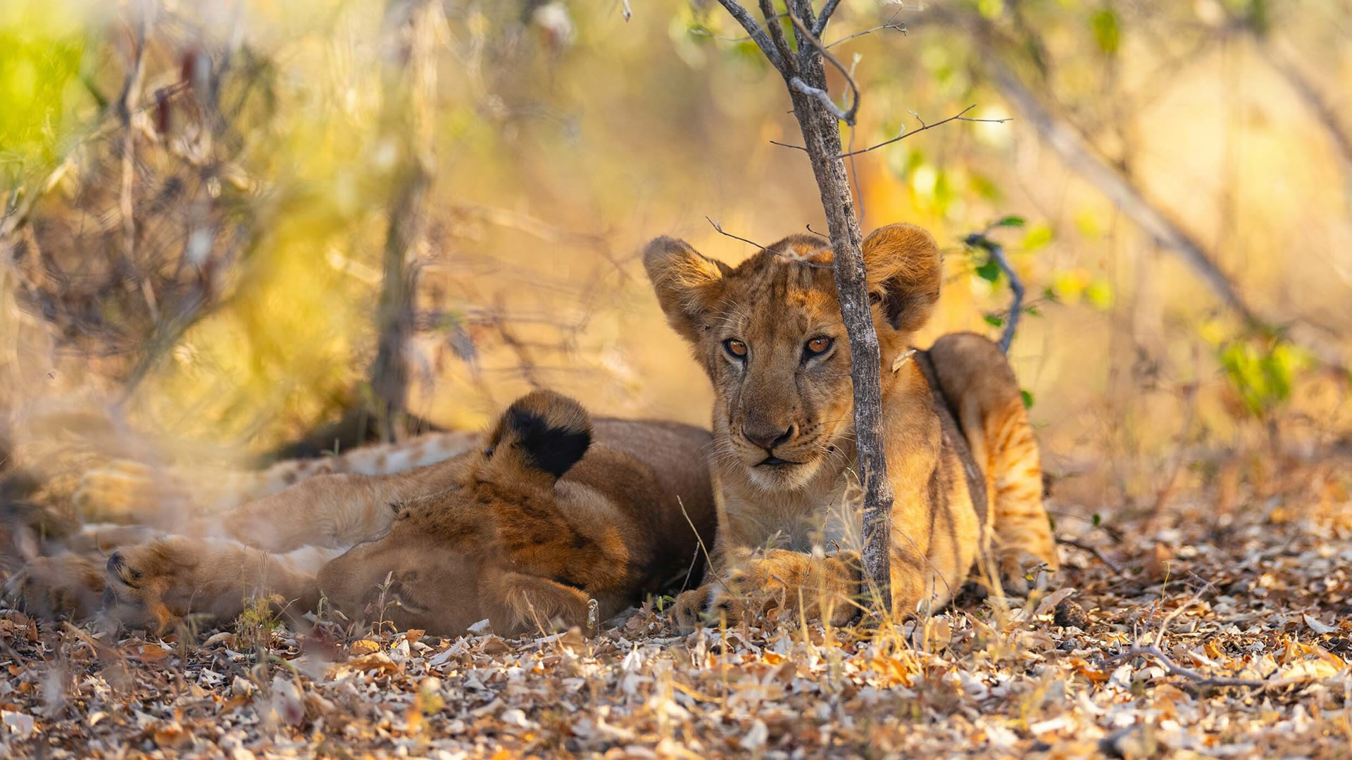 6 Days Tanzania Luxury Wild Expedition