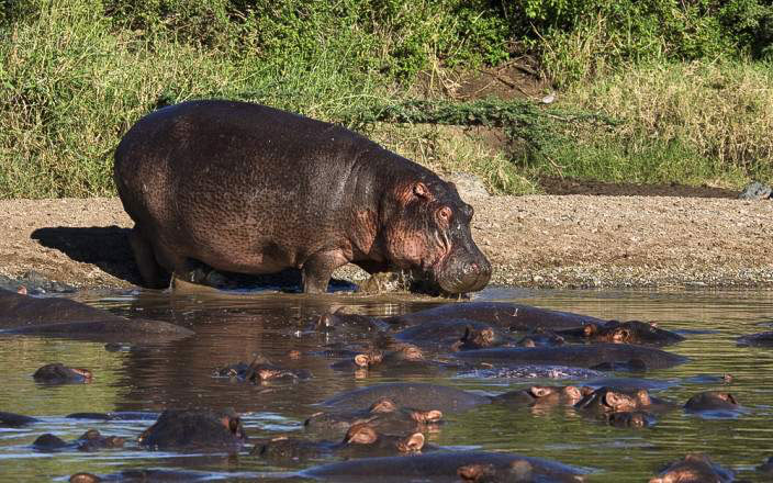 Group of Hippopotamus