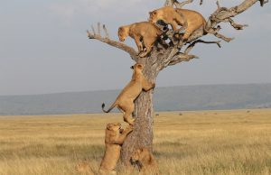 Lions Climbing Tree