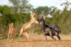 Wildlife Fight