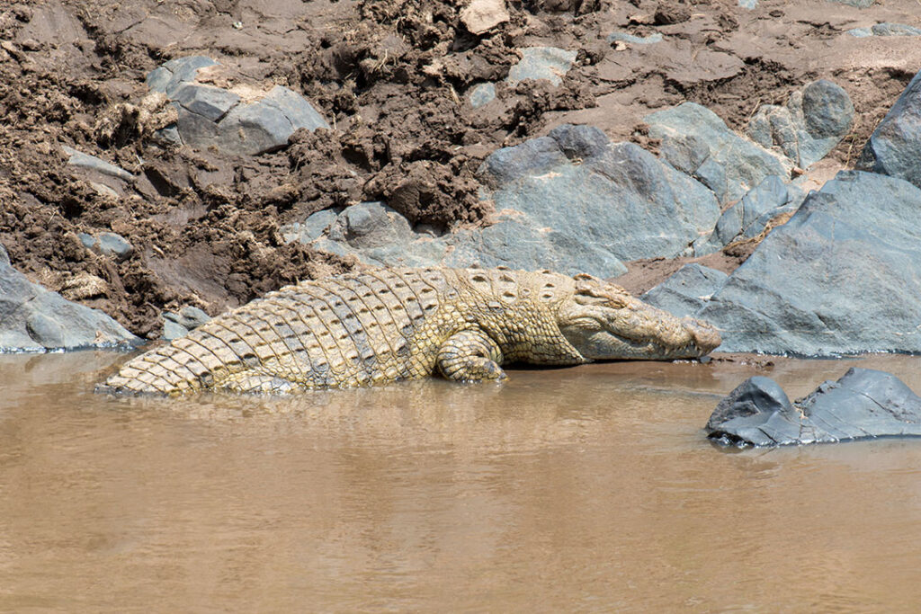 big crocodile national park kenya africa