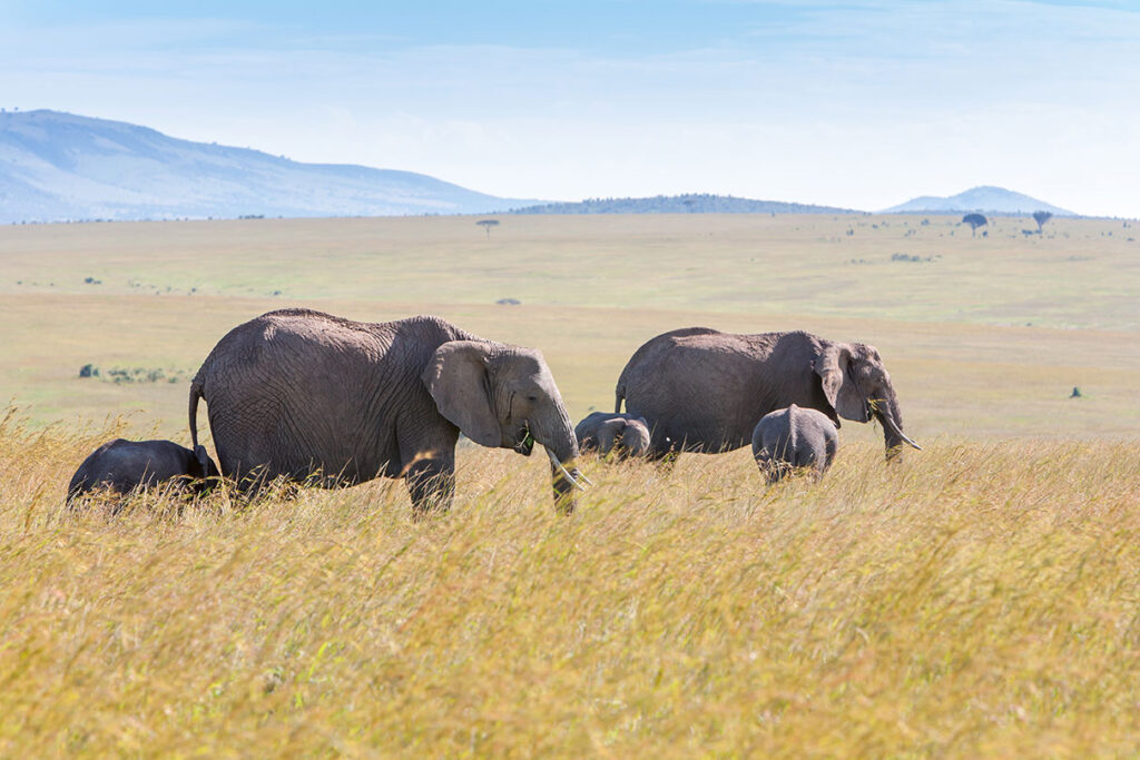 elephant family walking savanna