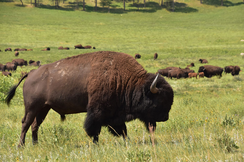 large herd bison migrating grazing grass field