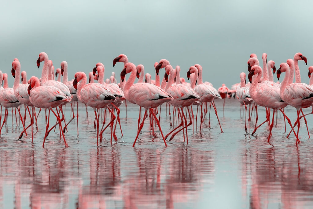 wild african birds group african red flamingo birds their reflection clear water walvis bay namibia africa